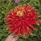 Show N Tell Dahlia