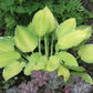 Moonlight Hosta Plants online shopping