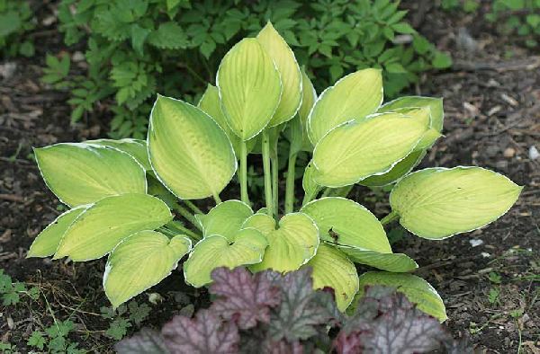 Moonlight Hosta Plants online shopping
