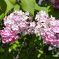Maiden's Blush Lilac lilac plant online shopping