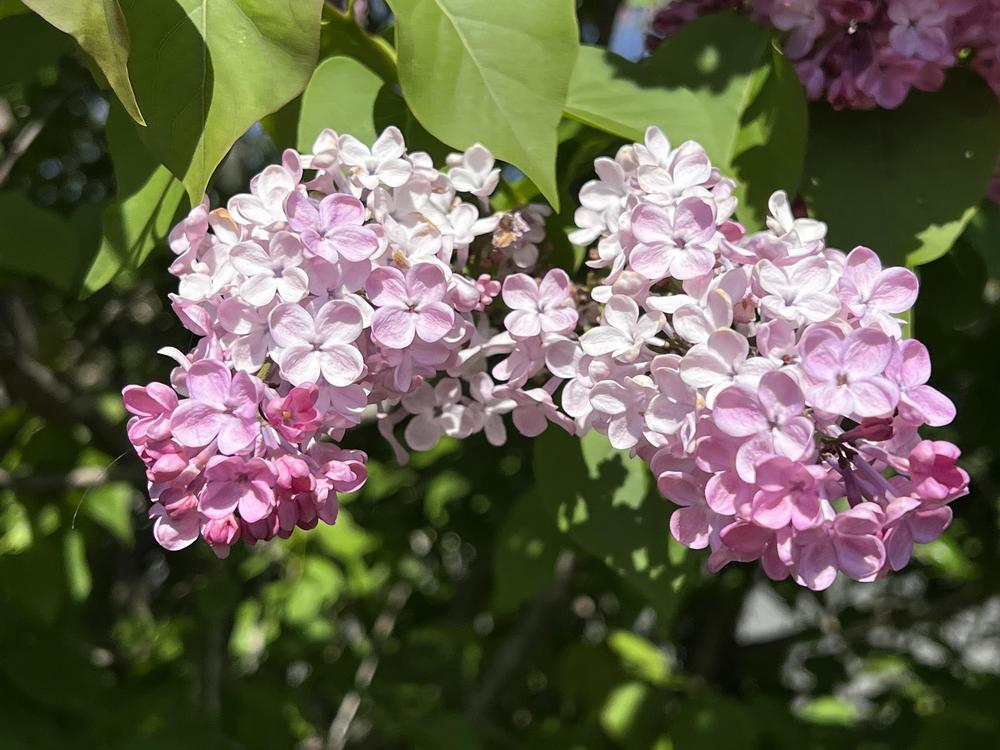 Maiden's Blush Lilac lilac plant online shopping