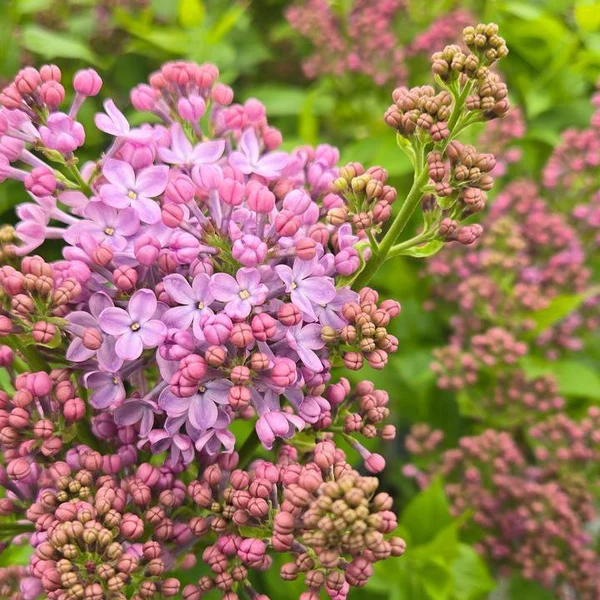 Scentara Pura® Lilac lilac plant online shopping
