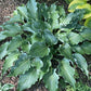 Waterslide Hosta Plants online shopping