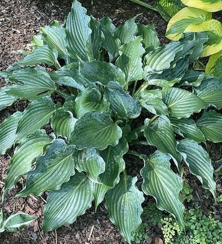 Waterslide Hosta Plants online shopping