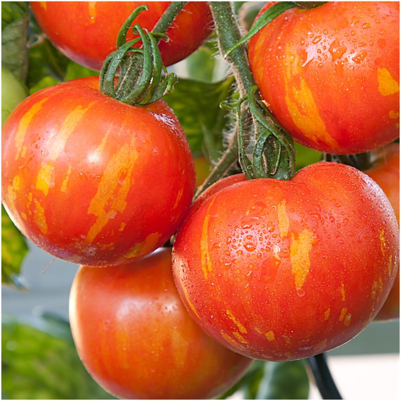 Red Zebra Tomato