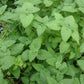 Catnip seeds online shopping