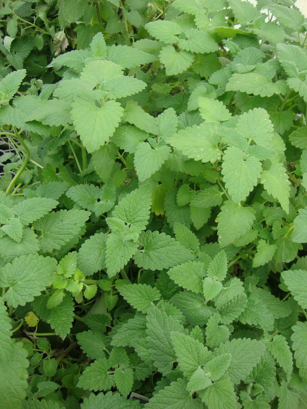 Catnip seeds online shopping