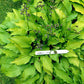 Lemon Lime Hosta Plants online shopping