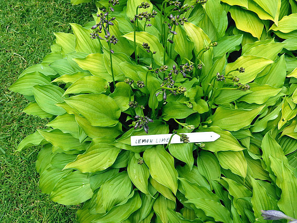 Lemon Lime Hosta Plants online shopping