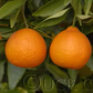 Algerian Clementine Budwood citrus plant material online shopping