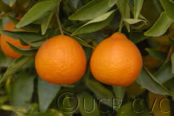 Algerian Clementine Budwood citrus plant material online shopping