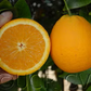 Delta Valencia Orange Budwood citrus plant material online shopping