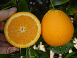 Delta Valencia Orange Budwood citrus plant material online shopping