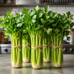 Victoria F1 Celery