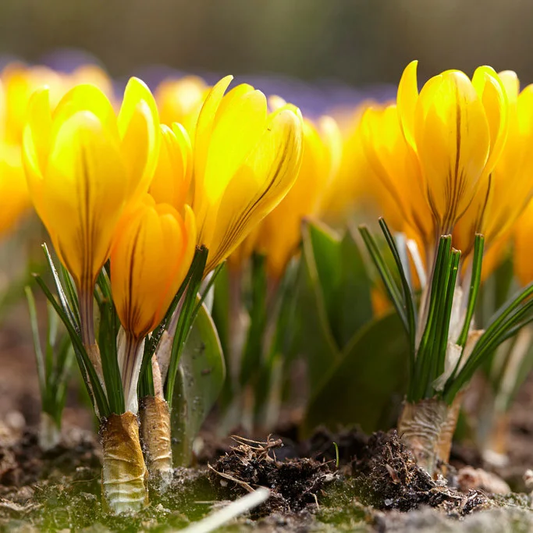 Yellow Mammoth Crocus Corms