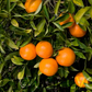 Nova Mandarin Budwood citrus plant material online shopping