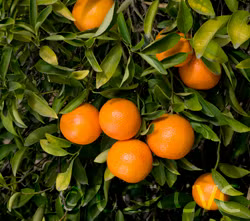 Nova Mandarin Budwood citrus plant material online shopping