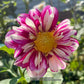 Bumble Rumble Dahlia Plants online shopping