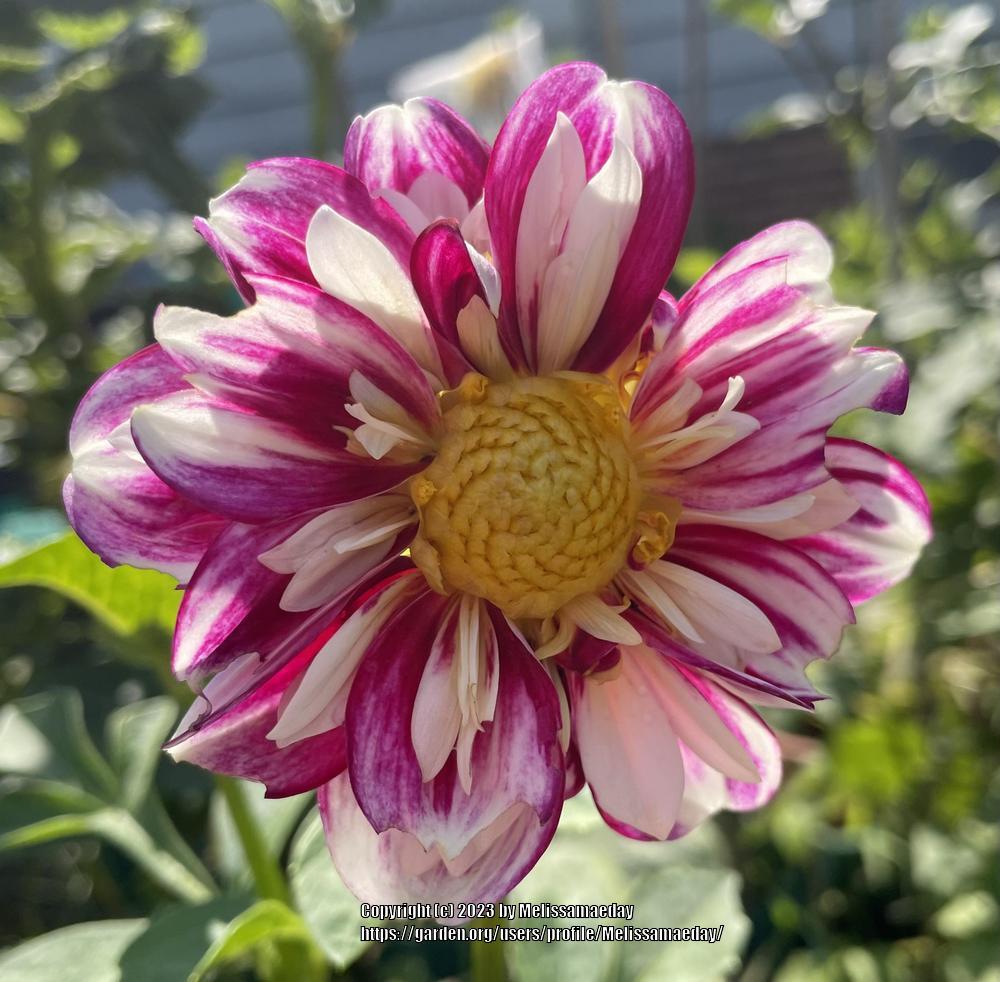 Bumble Rumble Dahlia Plants online shopping