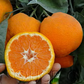 China S-2 Satsuma Mandarin Budwood citrus plant material online shopping