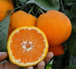 China S-2 Satsuma Mandarin Budwood citrus plant material online shopping