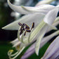 Ringtail Hosta Plants online shopping