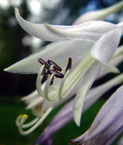 Ringtail Hosta Plants online shopping