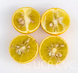 C-35 Citrange Trifoliate Hybrid Budwood citrus plant material online shopping