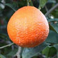 Temple x Minneola Tangor Mandarin Budwood citrus plant material online shopping