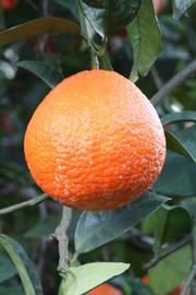 Temple x Minneola Tangor Mandarin Budwood citrus plant material online shopping