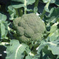 Belstar F1 Organic Broccoli