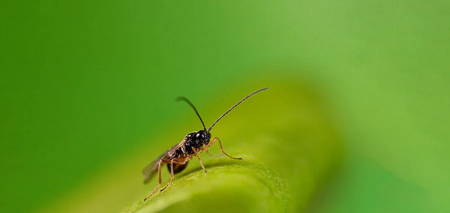 Minusa Parasitic Wasp