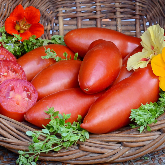 Pozzano Organic Tomato Seeds online shopping
