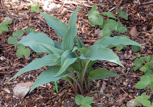 Hanjas Ida Hosta Plants online shopping