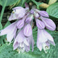 Prairie Sky Hosta Plants online shopping