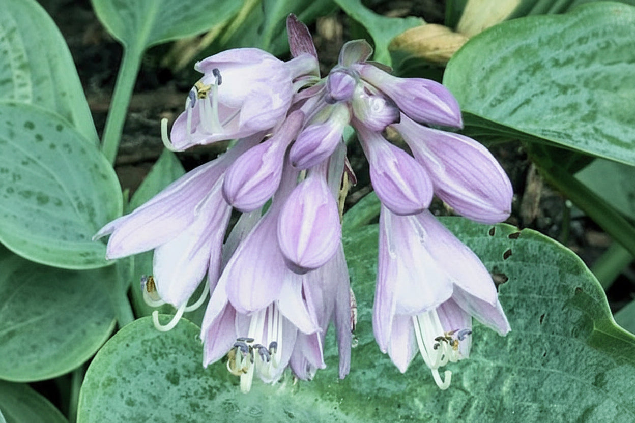 Prairie Sky Hosta Plants online shopping