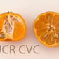 Willowleaf Mediterranean Mandarin Budwood citrus plant material online shopping