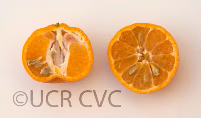 Willowleaf Mediterranean Mandarin Budwood citrus plant material online shopping