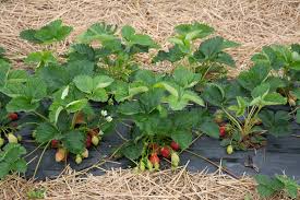 Rutgers D’Light June Bearing Strawberry