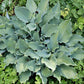 Lily Blue Eyes Hosta Plants online shopping