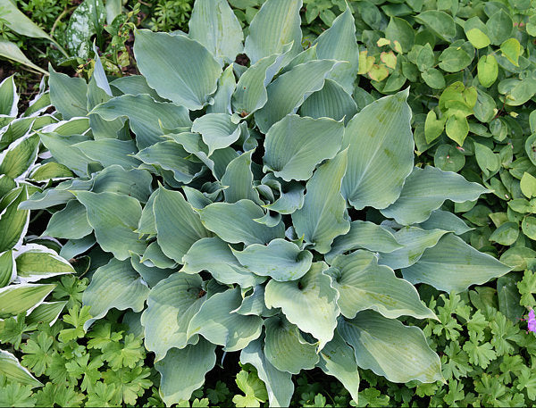 Lily Blue Eyes Hosta Plants online shopping