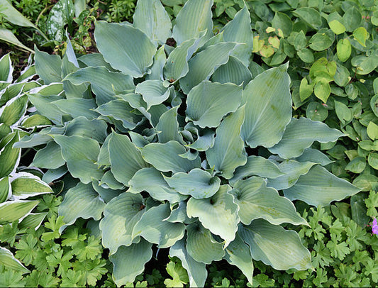 Lily Blue Eyes Hosta Plants online shopping