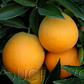 Gillemberg Navel Orange Budwood citrus plant material online shopping