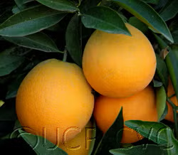 Gillemberg Navel Orange Budwood citrus plant material online shopping