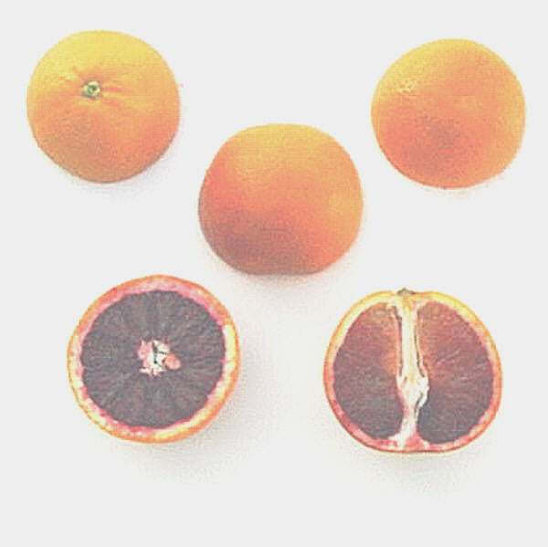 Bream Tarocco Blood Orange Budwood citrus plant material online shopping