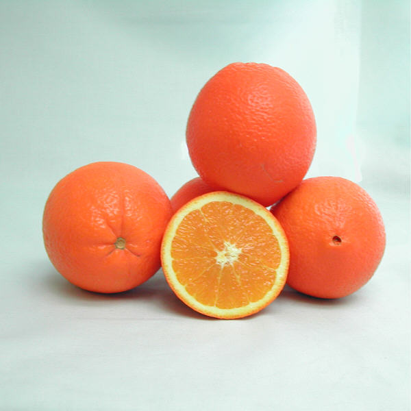 Navelina Navel Orange Budwood citrus plant material online shopping