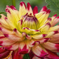 Wildcat Dahlia
