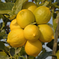 Old Line Eureka Lemon Budwood citrus plant material online shopping