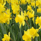 Gigantic Star Narcissus Bulbs