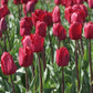 Strong Love Tulip Bulbs